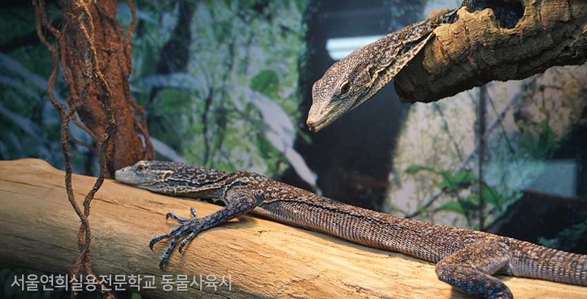 서울연희실용전문학교 특수동물사육학과 특수동물사육실습실