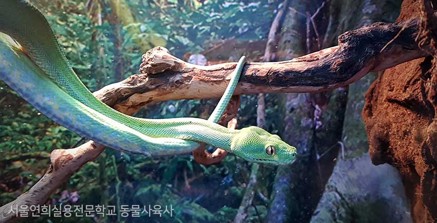 서울연희실용전문학교 특수동물사육학과 특수동물사육실습실