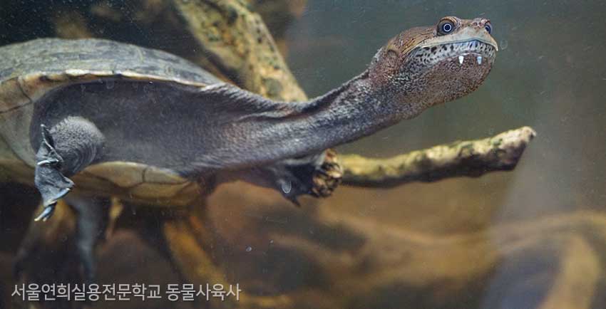 서울연희실용전문학교 특수동물사육학과 특수동물사육실습실