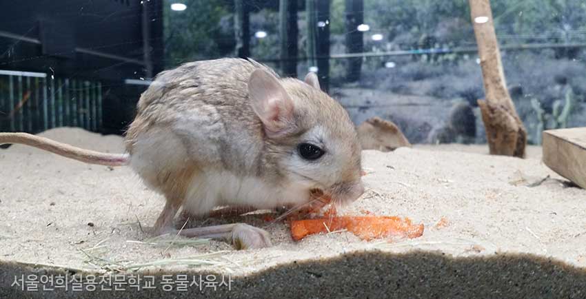 서울연희실용전문학교 특수동물사육학과 특수동물사육실습실