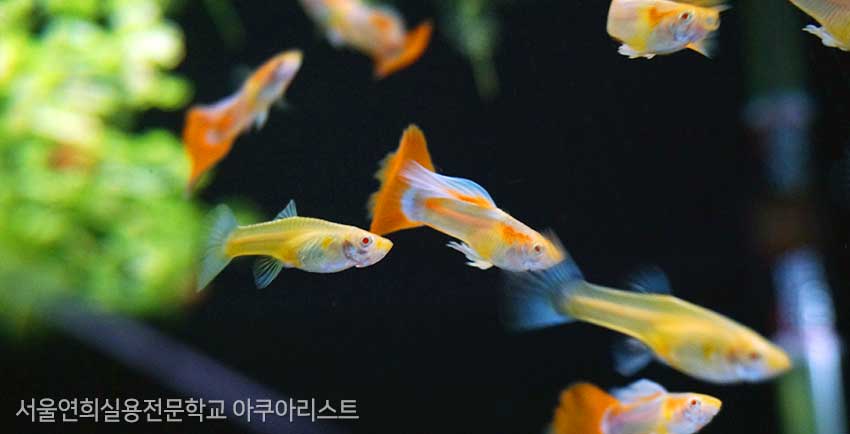 서울연희실용전문학교 특수동물사육학과 특수동물사육실습실