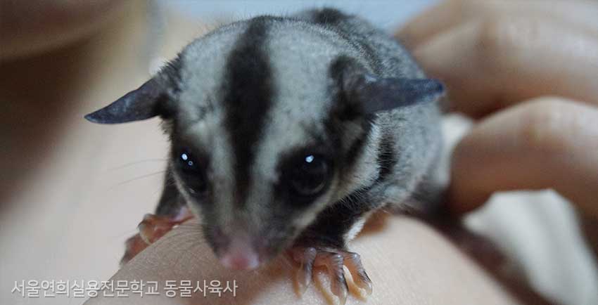 서울연희실용전문학교 특수동물사육학과 특수동물사육실습실