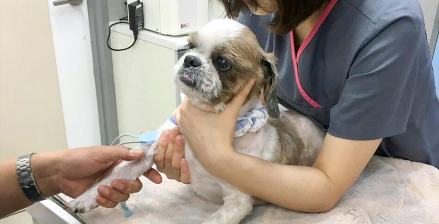 서울연희실용전문학교 동물간호실습실 수의테크니션