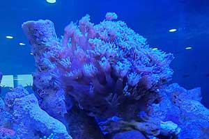 어류사육실에서 해수어 자포동물 산호도 사육관리하고 있어요!