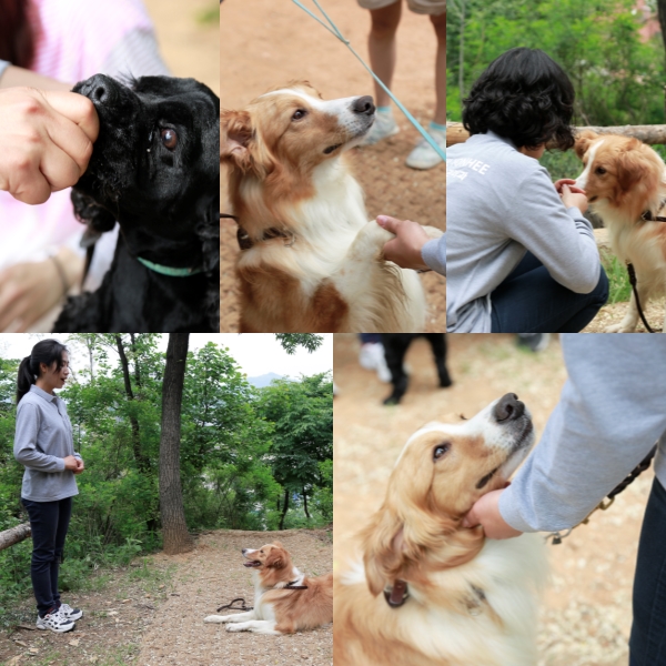 서울연희실용전문학교 애완동물학과 동물사육사학과 애견훈련 애견미용학과 갤러리 - 애견훈련실습 - 앉아, 기다려로 기본적인 에티켓 훈련