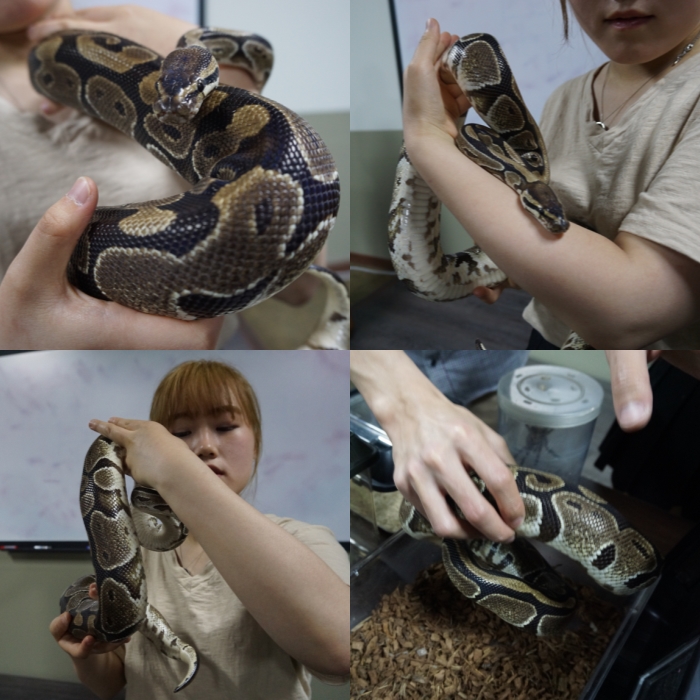 서울연희실용전문학교 애완동물학과 동물사육사학과 애견훈련 애견미용학과 - 동물사육실습 볼파이쏜CB 핸들링