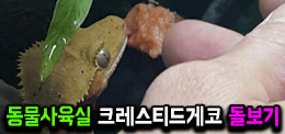 서울연희실용전문학교 애완동물학과 동물사육사학과 애견훈련 애견미용학과 갤러리 - 방학중에도 놓치지 않을거에요!