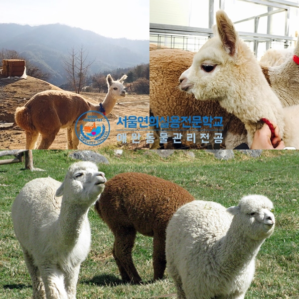 서울연희실용전문학교 애완동물학과 동물사육사학과 애견훈련 애견미용학과 - 알파카 행동심리치료 두번째 이야기