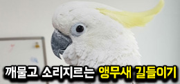 서울연희실용전문학교 애완동물학과 동물사육사학과 애견훈련 애견미용학과 갤러리 - 렉스 앵무새 길들이기