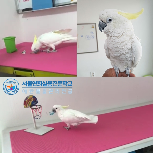 서울연희실용전문학교 애완동물학과 동물사육사학과 애견훈련 애견미용학과 - 렉스 앵무새 길들이기