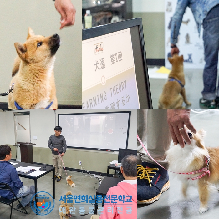 서울연희실용전문학교 애완동물학과 동물사육사학과 애견훈련 애견미용학과 - 애견훈련, DINGO 클릭커트레이닝 고급과정 진행