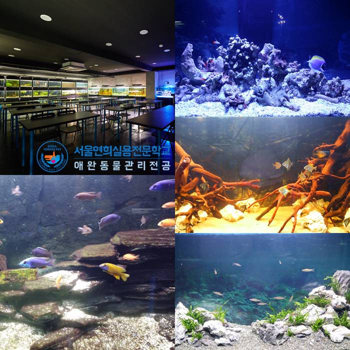 서울연희실용전문학교 애완동물학과 동물사육사학과 애견훈련 애견미용학과 - 아쿠아리스트를 위한 관상어관리 실습