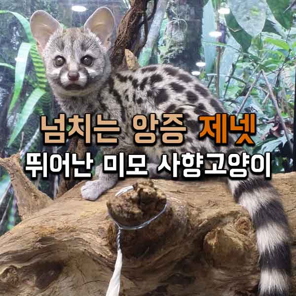 서울연희실용전문학교 애완동물학과 동물사육사학과 애견훈련 애견미용학과 갤러리 - 제넷 베이비 사향고양이, 알리야 Hello!