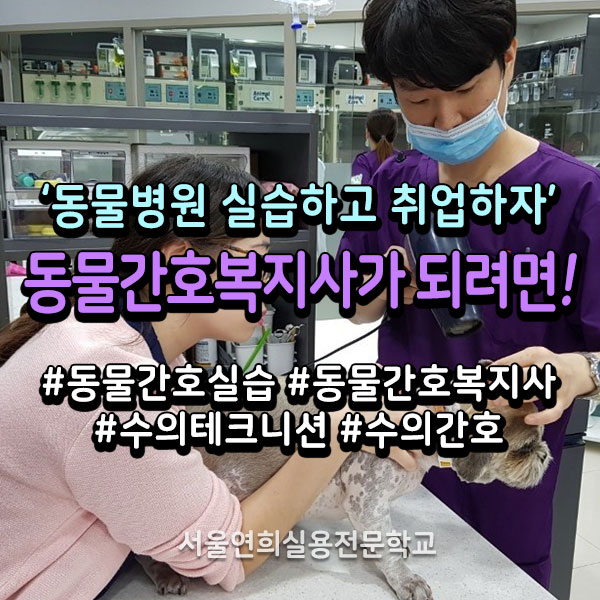 서울연희실용전문학교 애완동물학과 동물사육사학과 애견훈련 애견미용학과 갤러리 - 동물병원에서 현장실습하고 취업하자!