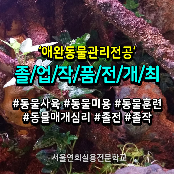 서울연희실용전문학교 애완동물학과 동물사육사학과 애견훈련 애견미용학과 갤러리 - 애완동물관리전공 졸업작품전 성료