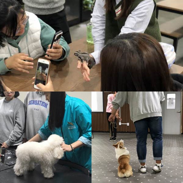 서울연희실용전문학교 애완동물학과 동물사육사학과 애견훈련 애견미용학과 - 애견훈련사 · 애견미용사 · 동물사육사 직업체험 성료