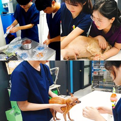 서울연희실용전문학교 애완동물학과 동물사육사학과 애견훈련 애견미용학과 - 서울대학교동물병원 수의테크니션 채용 공고 참고해 보세요!