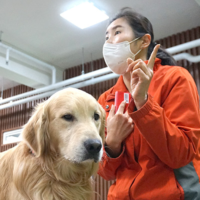 서울연희실용전문학교 애완동물학과 동물사육사학과 애견훈련 애견미용학과 갤러리 - 반려견훈련사, 기초동물훈련 수업 현장