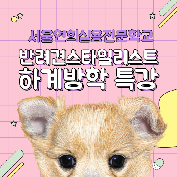서울연희실용전문학교 애완동물학과 동물사육사학과 애견훈련 애견미용학과 갤러리 - 반려견스타일리스트자격증 시험대비 특강